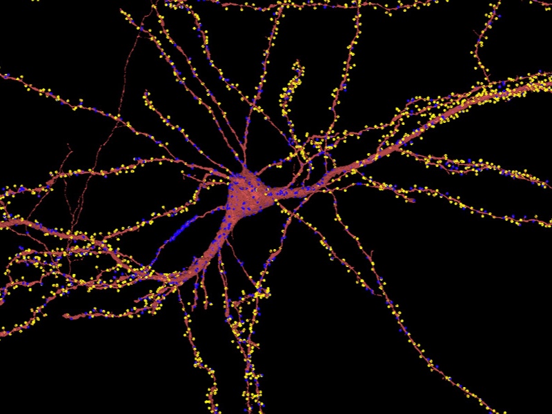 A neuron receiving thousands of incoming synaptic connections